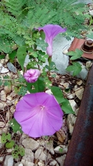 Ipomoea crinicalyx