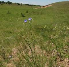 Linum perenne