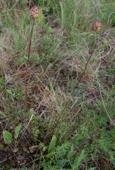 Sanguisorba minor balearica