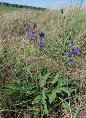 Salvia nutans