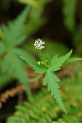 Hydrocotyle geraniifolia
