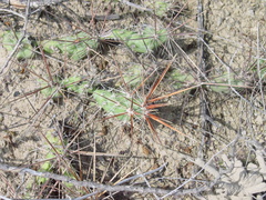 Corynopuntia