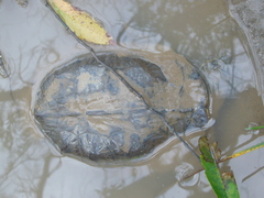 Hydromedusa tectifera