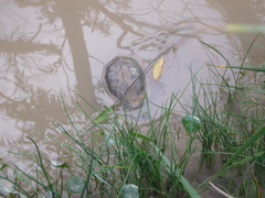Hydromedusa tectifera