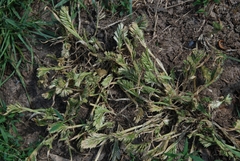 Sclerochloa dura