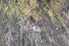 Gallinago