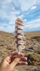 Bubo virginianus magellanicus