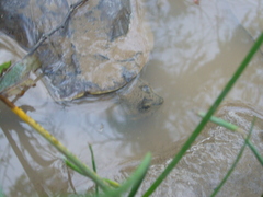 Hydromedusa tectifera