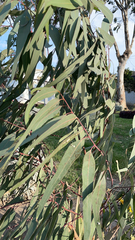 Eucalyptus camaldulensis