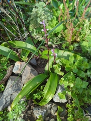 Scilla