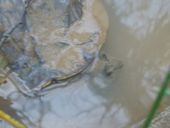 Hydromedusa tectifera