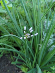 Allium canariense