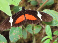 Heliconius clysonymus