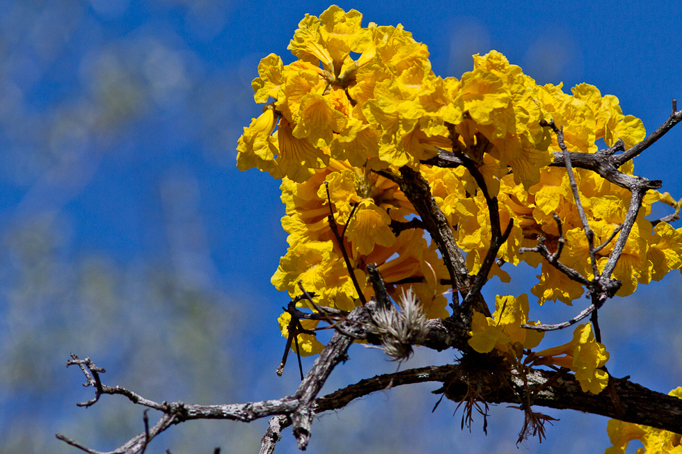 Handroanthus ochraceus