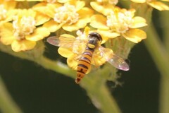 Sphaerophoria macrogaster