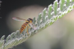 Sphaerophoria macrogaster