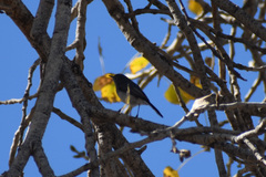 Polioptila