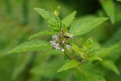 Mentha laxiflora