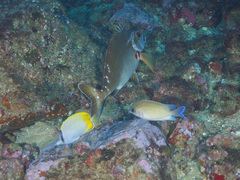 Mecaenichthys immaculatus