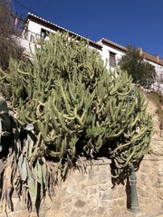 Austrocylindropuntia