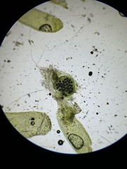 Sphaerocarpos michelii