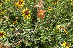 Sphaeralcea coccinea