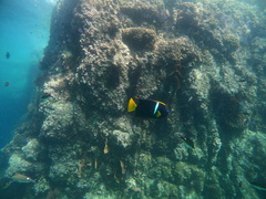 Holacanthus passer