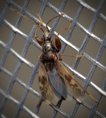 Pseudopamera nitidula