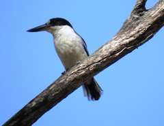 Todiramphus macleayii incinctus