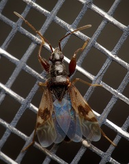 Pseudopamera nitidula