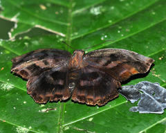 Achlyodes busirus