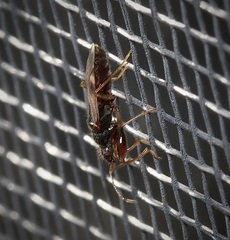 Pseudopamera nitidula