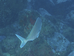 Nemadactylus douglasii