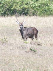 Kobus ellipsiprymnus defassa