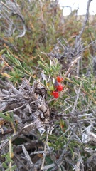 Anarthrophyllum desideratum