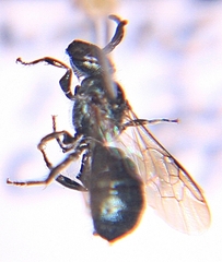 Ceratina calcarata
