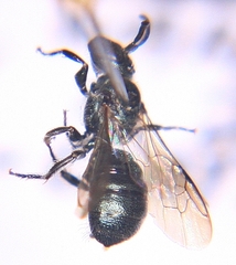Ceratina calcarata