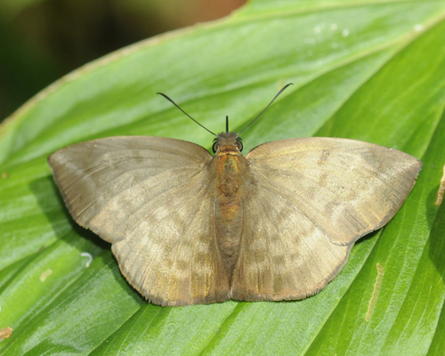 Pale Sicklewing