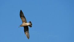 Larus argentatus