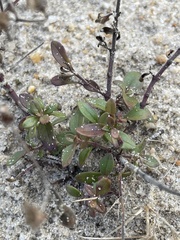 Trichostema nesophilum