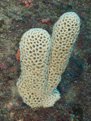 Holopsamma laminaefavosa