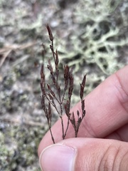 Hypericum gentianoides
