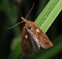 Planotortrix notophaea