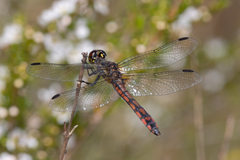 Austrothemis nigrescens