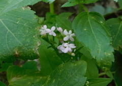 Centranthus calcitrapae
