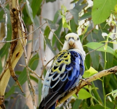 Platycercus eximius x adscitus