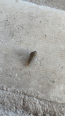 Melanoides tuberculata