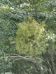 Misodendrum punctulatum