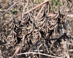 Indigofera suffruticosa