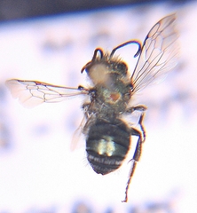 Osmia atriventris